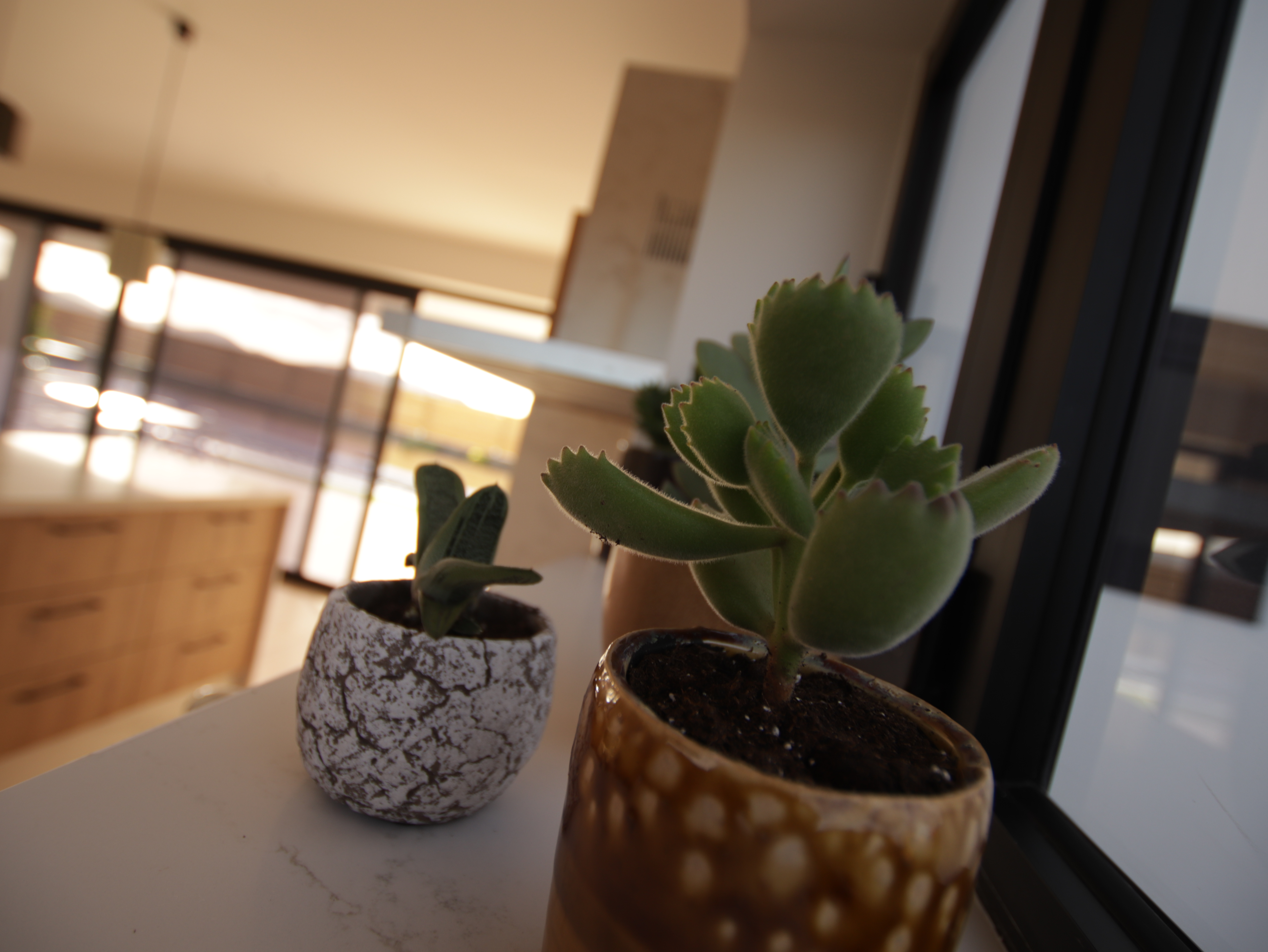 Close-up of food and ceramics at Elements Lajares